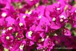 Bougainvilliers Hurghada 7000