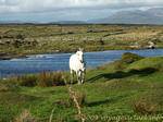 Connemara Irlande