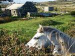 Connemara Irlande
