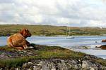 Connemara Irlande