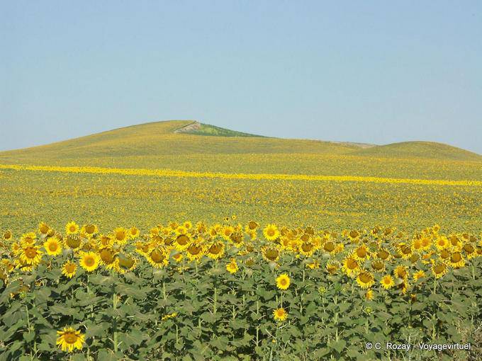 Les tournesols, Carmona - Espagne, Andalousie