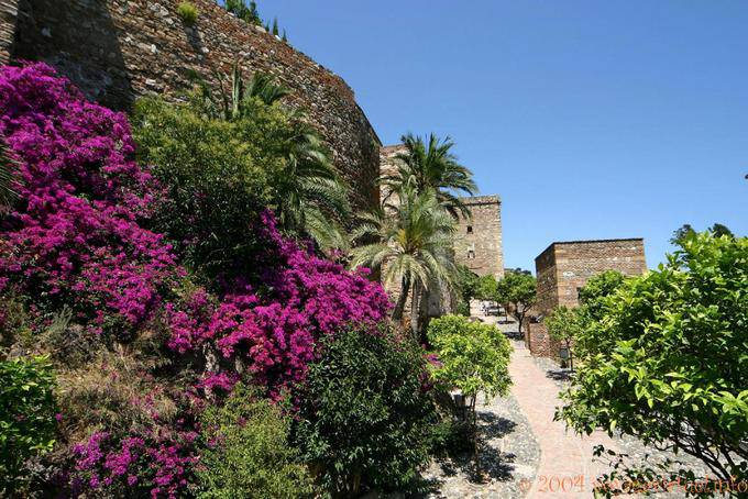 Fleurissement des murs de l'Alcazaba, Malaga - Espagne, Andalousie