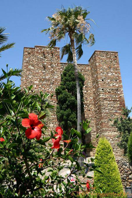 Palmier devant une tour de l'Alcazaba, Malaga - Espagne, Andalousie