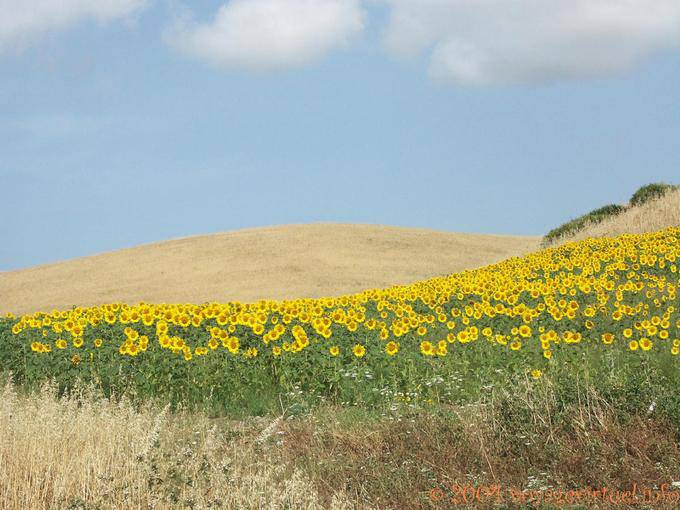 Champ de tournesols, Vejer de la Frontera - Espagne