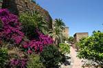 Fleurissement des murs de l'Alcazaba, Malaga, Espagne.