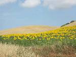 Champ de tournesols, Vejer de la Frontera, Espagne.