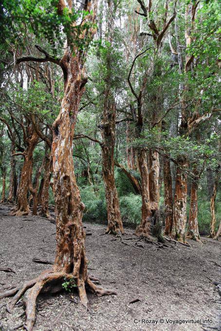 Arrayáns (Luma apiculata) Bariloche - Argentine