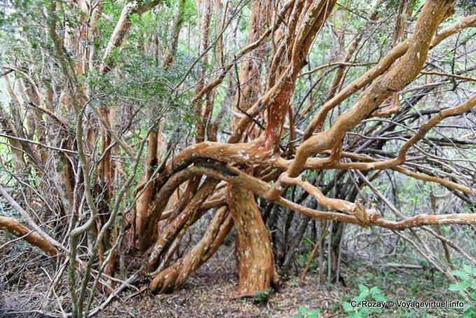 Arrayanes trees, Bariloche - Argentine