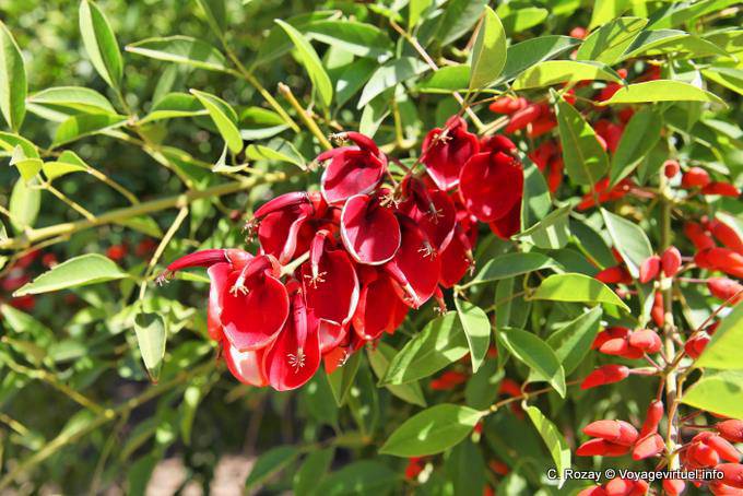 Ceibo, arbre national argentin, Buenos Aires - Argentine