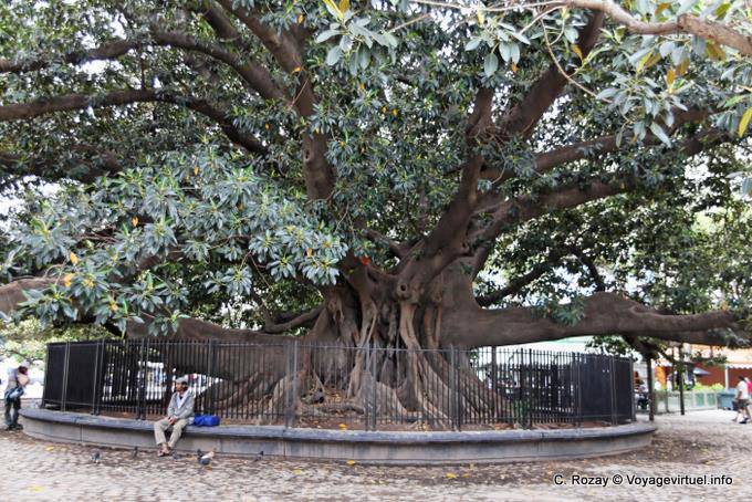 Plaza San Martin de Tours, Buenos Aires - Argentine