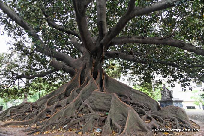Plaza San Martin de Tours, arbre géant, Buenos Aires - Argentine