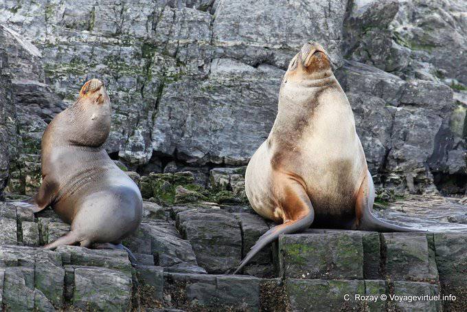 Lions marins (Otaria flavescens), Ushuaia - Argentine