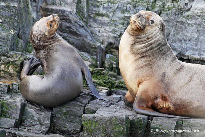 Lions de mer de Patagonie, Ushuaia - Argentine