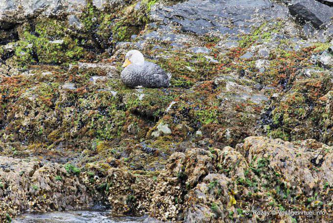 Brassemer de Patagonie (Tachyeres patachonicus), Ushuaia - Argentine