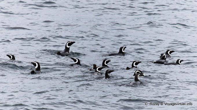 Nage des Manchot de Magellan (Spheniscus magellanicus), Ushuaia - Argentine