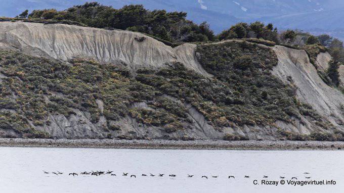 Vol de cormorans devant une falaise, Ushuaia - Argentine
