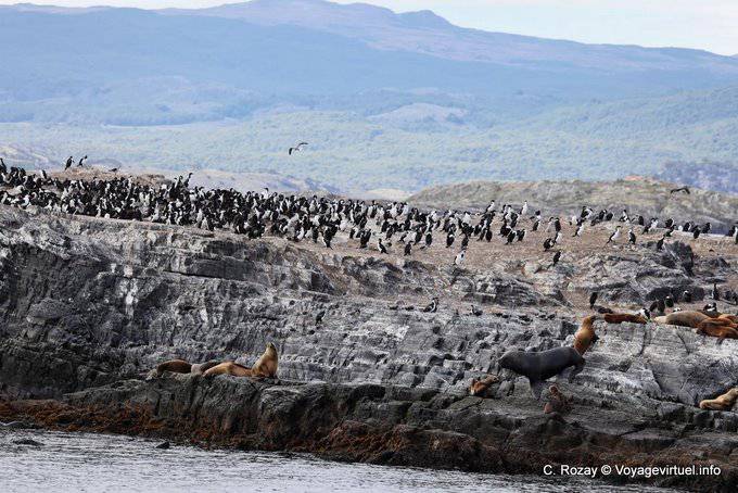 Ile habitée par des cormorans et des lions de mer, Beagle, Ushuaia - Argentine