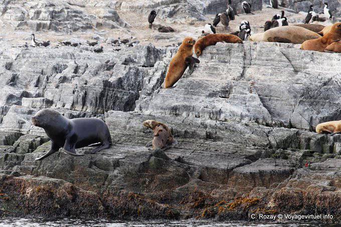Otaries à crinière, Canal de Beagle, Ushuaia - Argentine