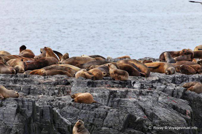 Repos des lions de mer patagoniens, Ushuaia - Argentine
