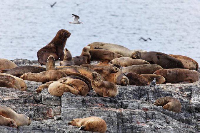 Lions marins sur île du canal de Beagle, Ushuaia - Argentine
