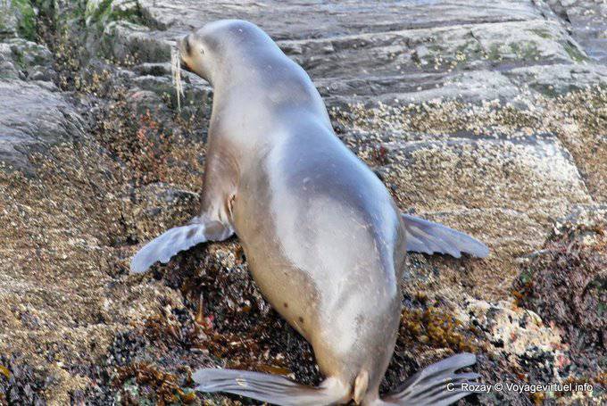 Lobo marino, Ushuaia - Argentine