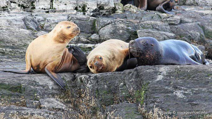 Terre de Feu, Otaries à crinière, Ushuaia - Argentine