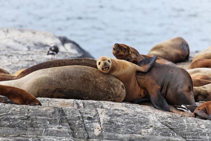 Bébé lion marin, Ushuaia - Argentine