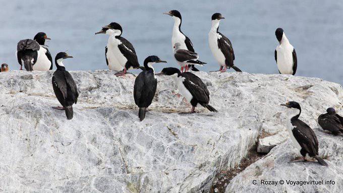 Ushuaia, cormorans royaux, Canal de Beagle - Argentine
