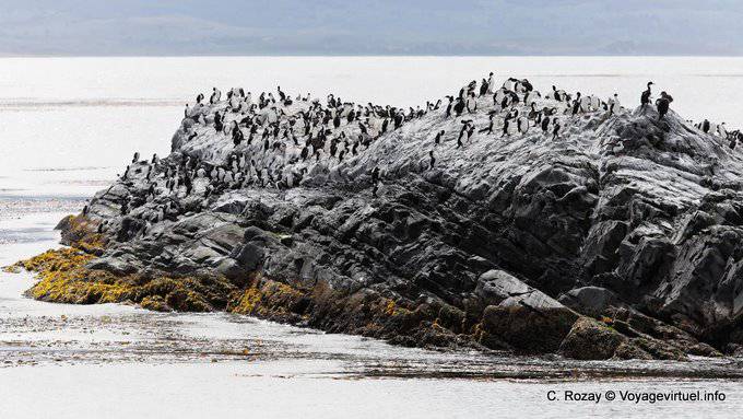 Ile des cormorans impériaux, Ushuaia, Canal de Beagle - Argentine