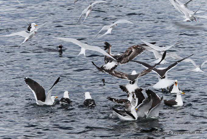Volée d'oiseaux affamés sur un banc de sardines, canal de Beagle - Argentine