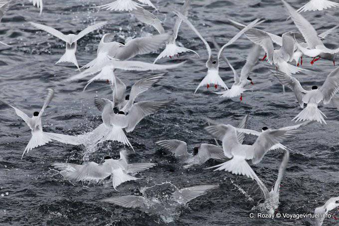 Ushuaia, autre vue des oiseaux sur un banc de sardines, canal de Beagle - Argentine