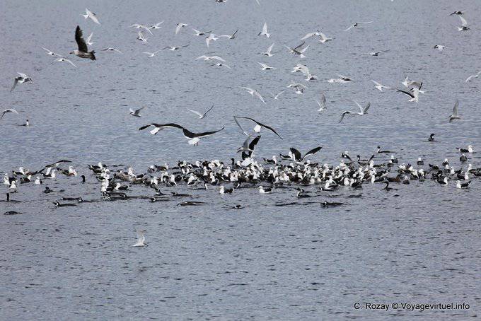 Pêche fructueuse des oiseaux dévorant un banc de sardines, Ushuaia, canal de Beagle - Argentine