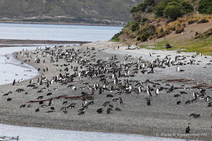 Colonie de manchots, pingouins, Canal de Beagle, Ushuaia - Argentine