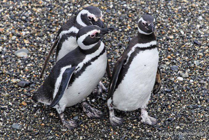 Trio de Spheniscus magellanicus, Canal de Beagle, Ushuaia - Argentine