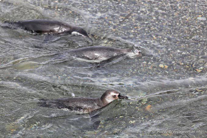 Nage de manchots, pingouins, Canal de Beagle, Ushuaia - Argentine