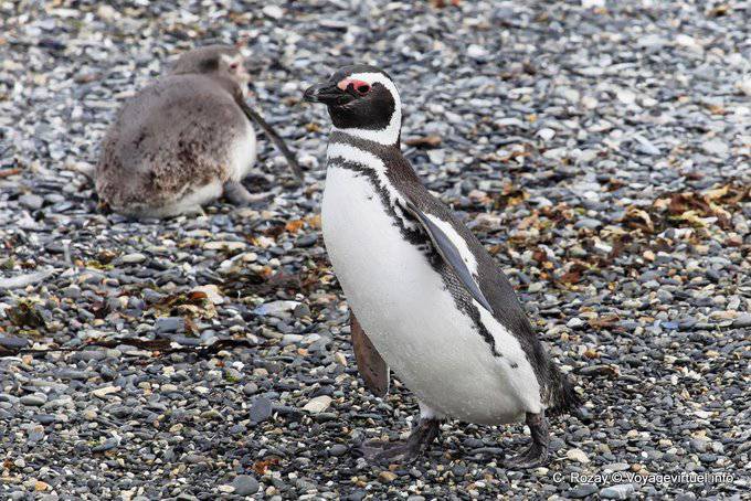 Dandinement de pingouins, Canal de Beagle, Ushuaia - Argentine