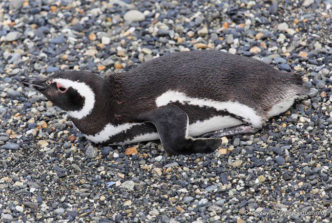 Pingouins au repos, Canal de Beagle, Ushuaia - Argentine