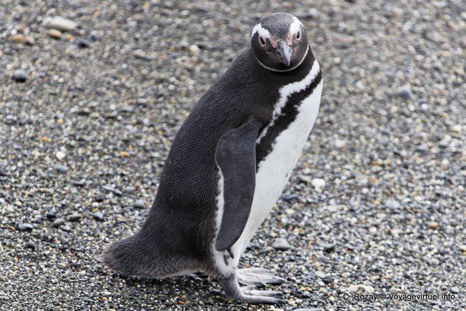 Regard de manchot, pingouins, Canal de Beagle, Ushuaia - Argentine