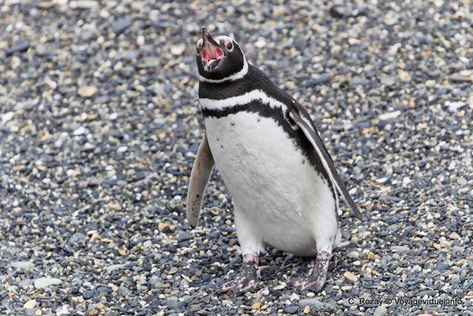 Bec ouvert du pingouin, Canal de Beagle, Ushuaia - Argentine