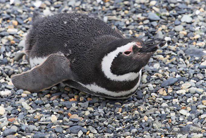 Pingouins sur le ventre, Canal de Beagle, Ushuaia - Argentine