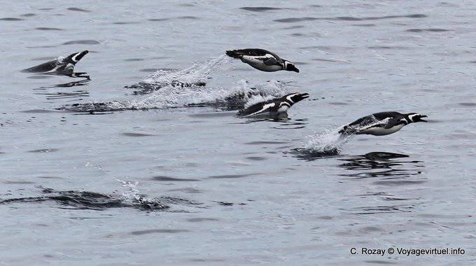 Ushuaia, vol de Pingouins, Canal de Beagle - Argentine