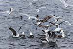 Volée d'oiseaux affamés sur un banc de sardines, canal de Beagle, Argentine.