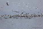 Pêche fructueuse des oiseaux dévorant un banc de sardines, Ushuaia, canal de Beagle, Argentine.