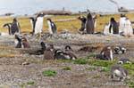 Famille de manchots dans leur nid, Canal de Beagle, Ushuaia, Argentine.