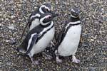 Trio de Spheniscus magellanicus, Canal de Beagle, Ushuaia, Argentine.