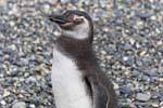 Coup d'oeil du Spheniscus magellanicus, Canal de Beagle, Ushuaia, Argentine.