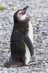 Dodo tête haute, pingouin, Canal de Beagle, Ushuaia, Argentine.