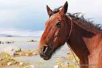 Un cheval, Laguna Nimez, El Calafate, Argentine.