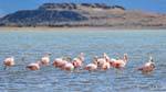 Flamants roses en troupeau au repos, Laguna Nimez, El Calafate, Argentine.