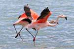 Le couple qui marche sur l'eau, flamants du Chili, El Calafate Laguna Nimez, Argentine.